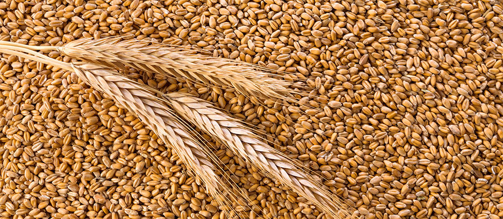Wheat… Who can eat? Who can avoid ? | Anil Foods